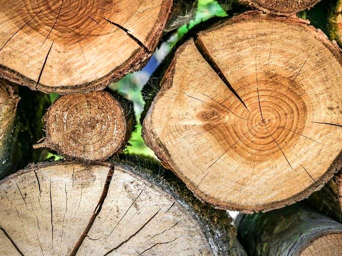 So Entfernen Sie Schimmel Von Grob Geschnittenem Holz – Einfache Anleitung